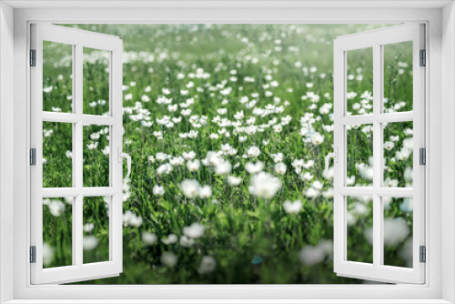 Fototapeta Naklejka Na Ścianę Okno 3D - a clearing with wild white flowers stretching to the horizon