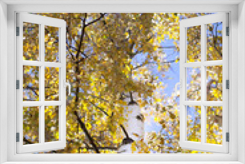 Fototapeta Naklejka Na Ścianę Okno 3D - Yellow birch.