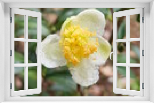 Fototapeta Naklejka Na Ścianę Okno 3D - Tea tree flower in a Estate 