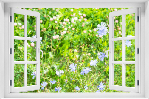 Fototapeta Naklejka Na Ścianę Okno 3D - flowering chicory plant and blurred clover meadow on sunny summer day (focus on upper flower on foreground)