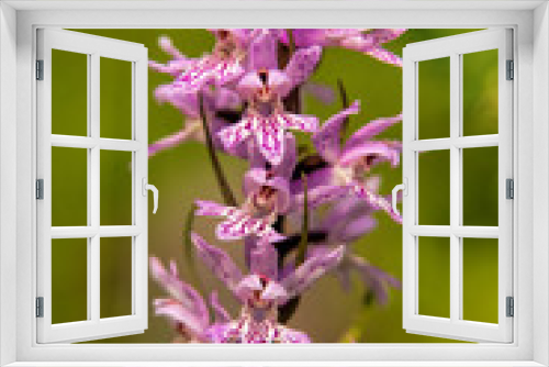 Fototapeta Naklejka Na Ścianę Okno 3D - Sack-bearing Orchid (Dactylorhiza saccifera) close up picture