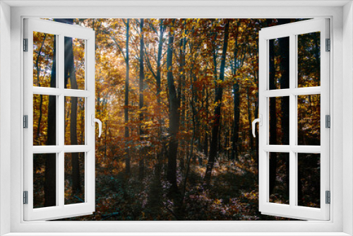 Fototapeta Naklejka Na Ścianę Okno 3D - sun rays in autumn forest