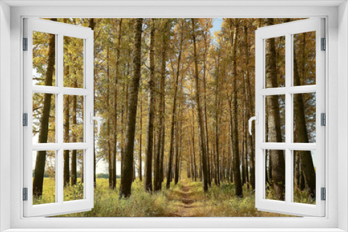 Fototapeta Naklejka Na Ścianę Okno 3D - beautiful autumn park landscape / forest, trees in yellow foliage, autumn landscape, leaf fall