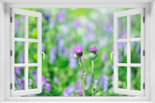 Fototapeta Naklejka Na Ścianę Okno 3D - 
Violet flower on a blurred background of summer wildflowers and herbs.