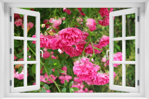 Fototapeta Naklejka Na Ścianę Okno 3D - 
Bright pink little roses bloom on a garden fence in summer