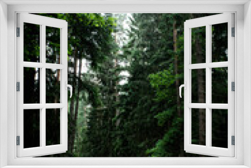Fototapeta Naklejka Na Ścianę Okno 3D - Road through the forest, in the  spruce woods, 
primeval forest