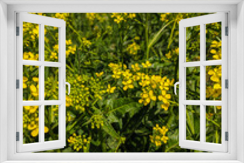 Fototapeta Naklejka Na Ścianę Okno 3D - Yellow rapeseed flowers are surrounded by green grass in Kamen-na-Obi, Altai, Russia. Vertical.