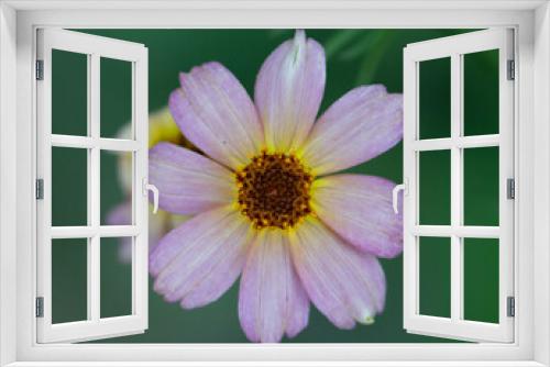 Fototapeta Naklejka Na Ścianę Okno 3D - Tickseed Blossom