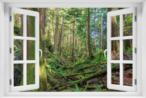 Fototapeta Naklejka Na Ścianę Okno 3D - Fallen trees in the green forest park british columbia canada.