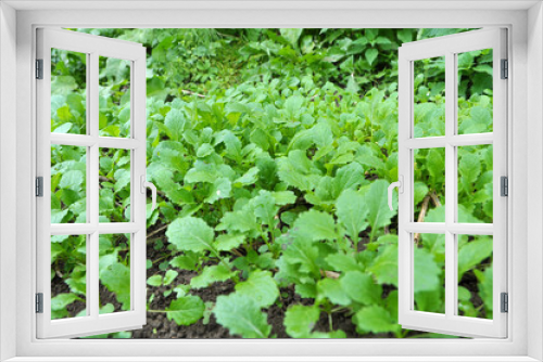 Fototapeta Naklejka Na Ścianę Okno 3D - Mustard sprouts grown for organic green fertilizer