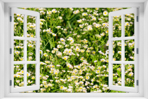 Fototapeta Naklejka Na Ścianę Okno 3D - Beautiful natural blooming medicinal chamomiles in field.