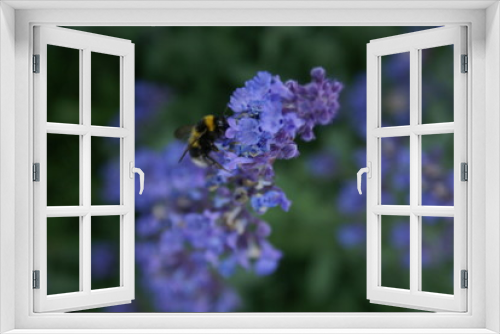 Fototapeta Naklejka Na Ścianę Okno 3D - Bee on blue flower
