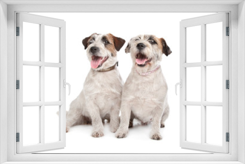 Fototapeta Naklejka Na Ścianę Okno 3D - Jack Russel Terrier