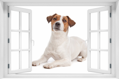 Fototapeta Naklejka Na Ścianę Okno 3D - Jack Russel Terrier