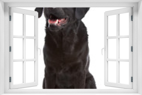 Fototapeta Naklejka Na Ścianę Okno 3D - cross breed dog of a Labrador and a Flat-Coated Retriever