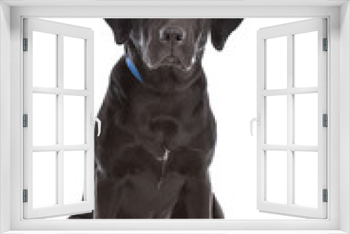 Fototapeta Naklejka Na Ścianę Okno 3D - Black Labrador