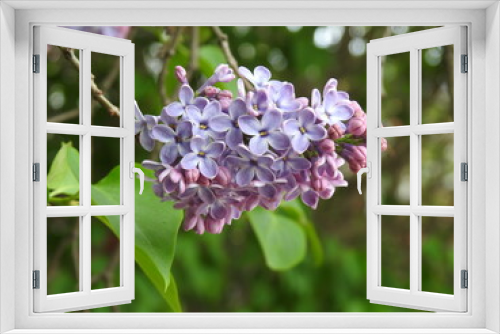 Fototapeta Naklejka Na Ścianę Okno 3D - krzew kwitnacy o nazwie lilak zwany potocznie bzem rosnacy w przydomowych ogrodach i na skwerach w miescie bialystok na podlasiu w polsce