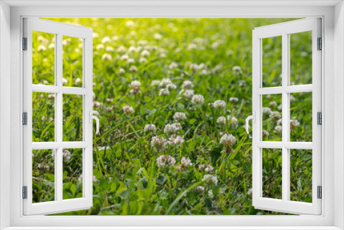 Fototapeta Naklejka Na Ścianę Okno 3D - white clover blooms in the grass on the lawn, meadow or pasture with green fresh grass, soft focus