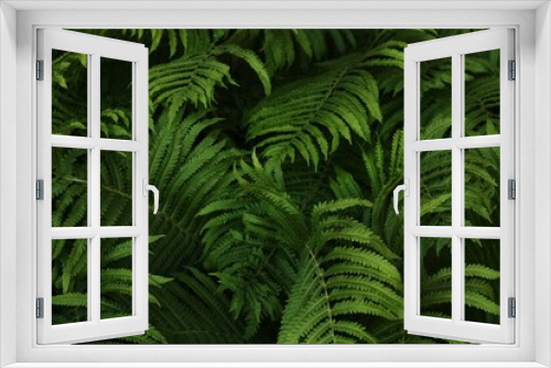 Fototapeta Naklejka Na Ścianę Okno 3D - Beautiful green fern in the summer garden 