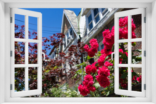 Fototapeta Naklejka Na Ścianę Okno 3D - Beautiful Red Roses Closeup during Spring in a Home Garden in Astoria Queens New York
