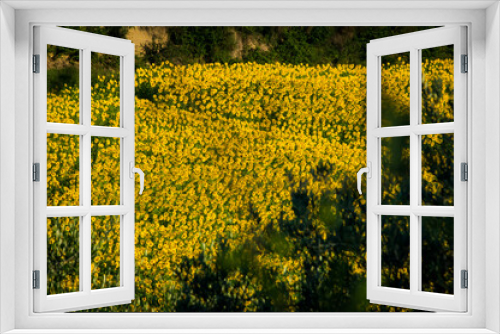 Fototapeta Naklejka Na Ścianę Okno 3D - Panorama con girasoli e vigne