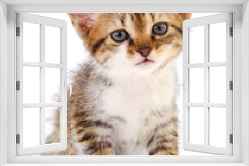 Fototapeta Naklejka Na Ścianę Okno 3D - Kitten on white background.