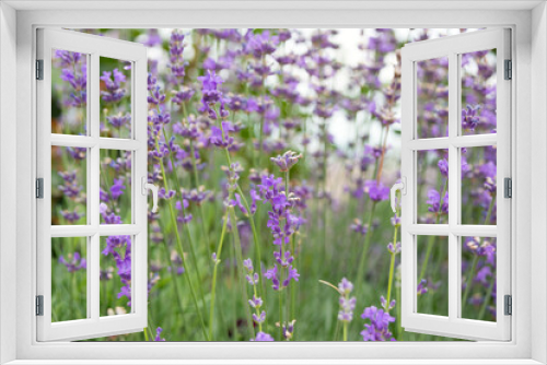 Fototapeta Naklejka Na Ścianę Okno 3D - Purple blurry lavender flowers closeup. A closeup. Flower texture.