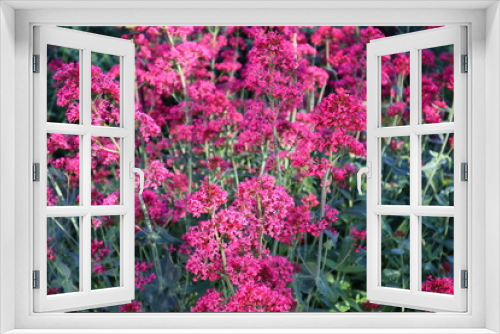 Fototapeta Naklejka Na Ścianę Okno 3D - lila Blüte, Blüte, Stauden, Garten,