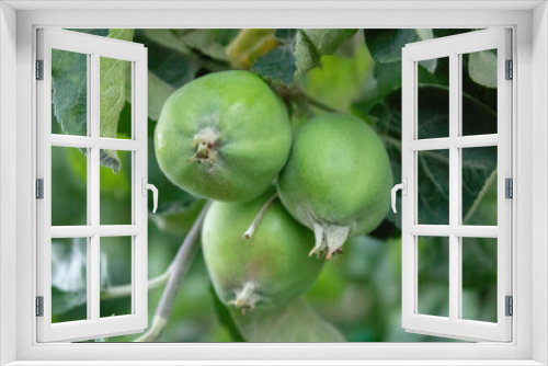 Fototapeta Naklejka Na Ścianę Okno 3D - Unripe fruits of apples on apple tree branches with green leaves.