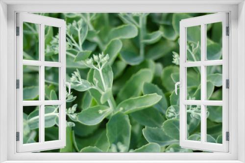 Fototapeta Naklejka Na Ścianę Okno 3D - Macro plant