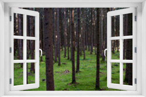 Fototapeta Naklejka Na Ścianę Okno 3D - Natur
