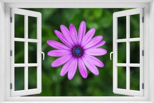 Fototapeta Naklejka Na Ścianę Okno 3D - Beautiful flowering bush of Osteospermum. The magenta-lilac color petal flowers in shallow depth of field. They are known as the daisybushes or African daisies, South African daisy