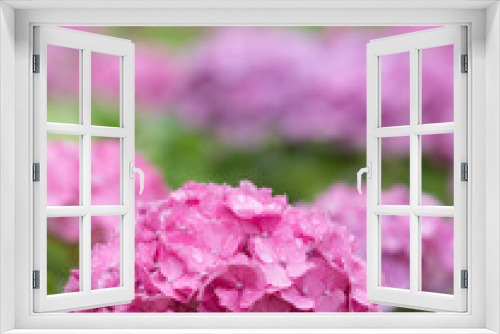 Fototapeta Naklejka Na Ścianę Okno 3D - 雨上がりのアジサイの花