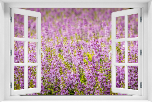 Fototapeta Naklejka Na Ścianę Okno 3D - Purple flowers of snapdragon (Antirrhinum majus) on the flowerbed background. Antirrhinum majus, commonly called snapdragon, is an old garden favorites that, in optimum cool summer growing conditions.