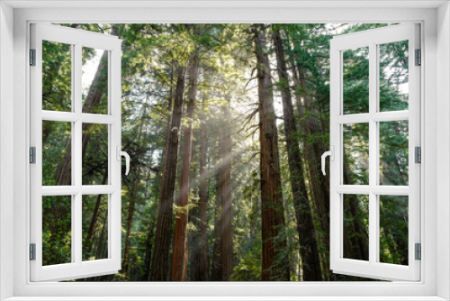 Fototapeta Naklejka Na Ścianę Okno 3D - Muir Woods National Monument