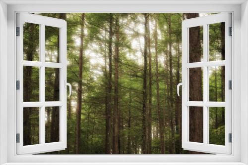 Fototapeta Naklejka Na Ścianę Okno 3D - 針葉樹林　