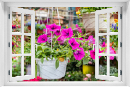 Fototapeta Naklejka Na Ścianę Okno 3D - colourful petunia flowers hanging in garden