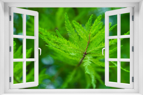 Fototapeta Naklejka Na Ścianę Okno 3D - close up of green leaf
