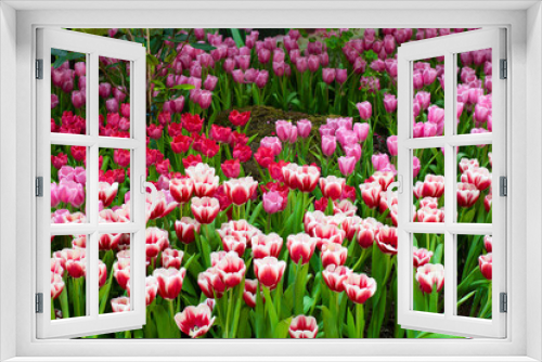 Fototapeta Naklejka Na Ścianę Okno 3D - Clos up colorful pink and red tulip flowers in the garden.