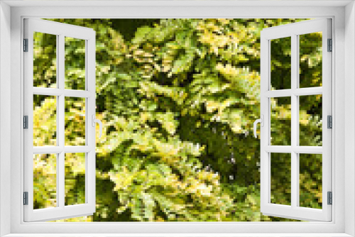 Fototapeta Naklejka Na Ścianę Okno 3D - Close up on green leave on trees