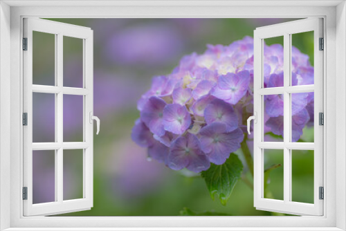 Fototapeta Naklejka Na Ścianę Okno 3D - 紫陽花　　紫色