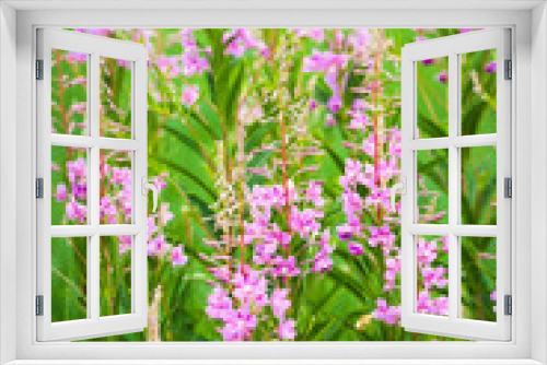 Fototapeta Naklejka Na Ścianę Okno 3D - a close up photo of fireweeds (Epilobium angustifolium)