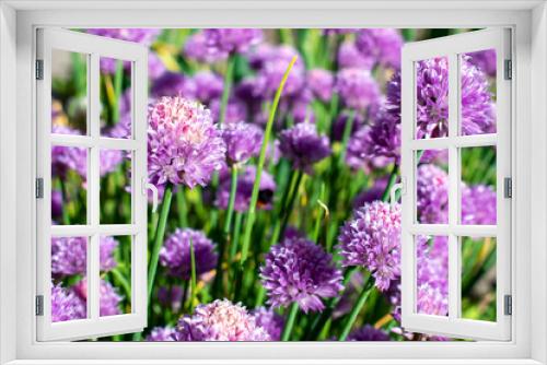 Fototapeta Naklejka Na Ścianę Okno 3D - Purple / violet chives flower with fresh grass in a spring garden