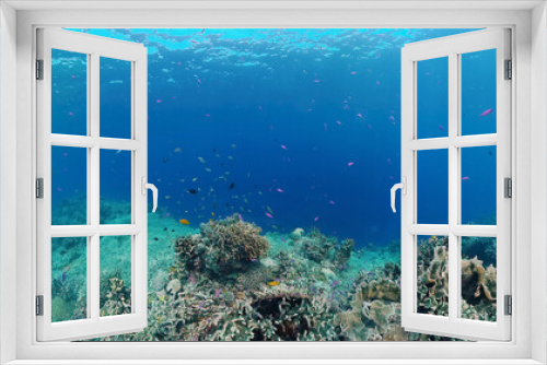 Fototapeta Naklejka Na Ścianę Okno 3D - Tropical sea and coral reef. Underwater Fish and Coral Garden. Underwater sea fish. Tropical reef marine. Colourful underwater seascape. Panglao, Bohol, Philippines.