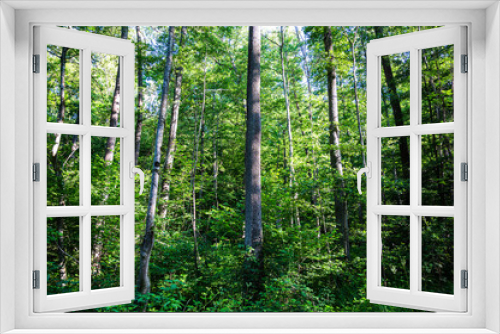 Fototapeta Naklejka Na Ścianę Okno 3D - The trees with green leaves growing next to each other during daytime