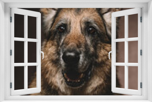 Fototapeta Naklejka Na Ścianę Okno 3D - Portrait of a beautiful happy old dog. German Shepherd Dog gray-haired.