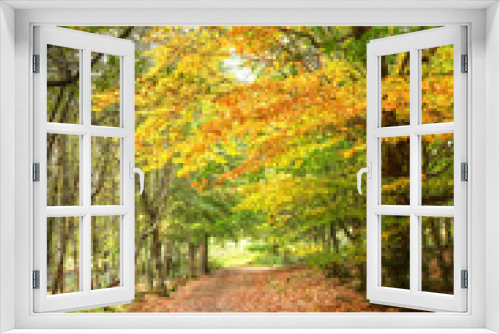 Fototapeta Naklejka Na Ścianę Okno 3D - Path through Autumn Fall colorful forest landscape