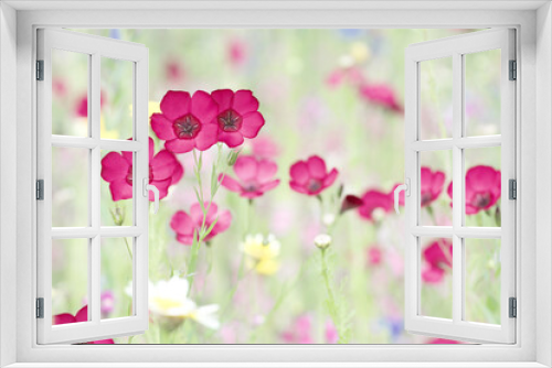 Fototapeta Naklejka Na Ścianę Okno 3D - Rote Blumen auf einer Wiese
