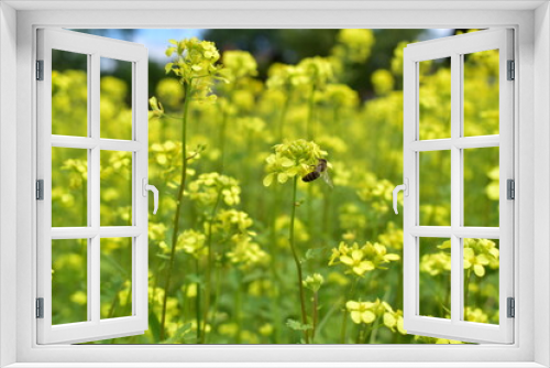 Fototapeta Naklejka Na Ścianę Okno 3D - Collecting nectar by a bee from yellow flowers