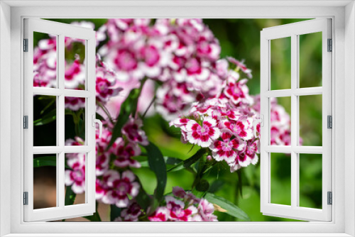 Fototapeta Naklejka Na Ścianę Okno 3D - Dianthus barbatus beautiful ornamental flowering plants, group of bright pink purple white flowers in bloom